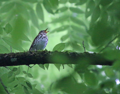Hylocichla mustelina