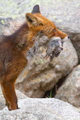 Vulpes vulpes ichnusae