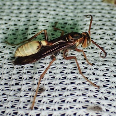 Mischocyttarus