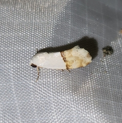 Ponometia elegantula