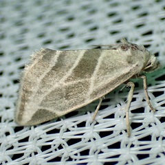 Plagiomimicus tepperi