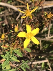 Hypericum perforatum