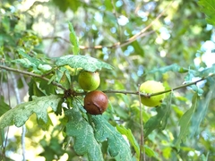 Andricus quercustozae