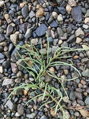 Salicornia pacifica