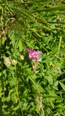 Onobrychis viciifolia