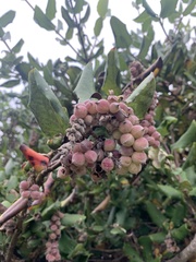 Garrya elliptica