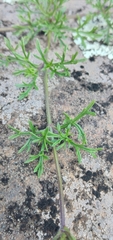 Glandularia selloi