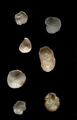 Heteranomia squamula