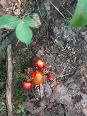 Hygrocybe punicea