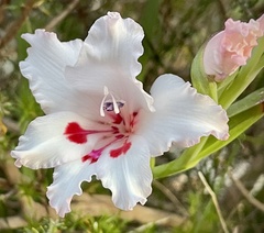 Gladiolus carneus