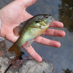 Lepomis auritus