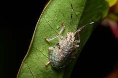 Chlorocoris