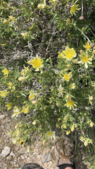 Mentzelia multiflora