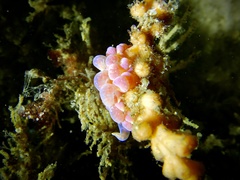 Phyllodesmium poindimiei