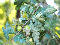 Andricus quercustozae