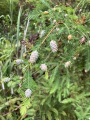 Taxodiomyia cupressiananassa