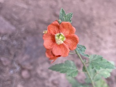Sphaeralcea parvifolia