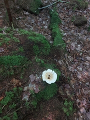 Lactifluus deceptivus