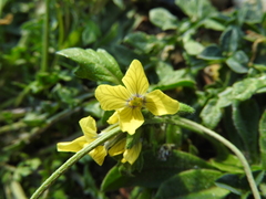 Enarthrocarpus arcuatus
