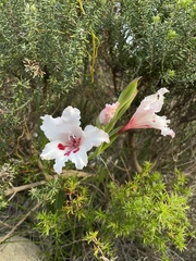 Gladiolus carneus