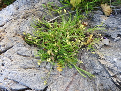 Enarthrocarpus arcuatus