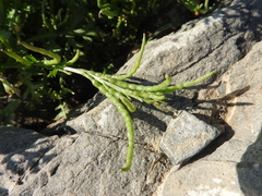 Enarthrocarpus arcuatus
