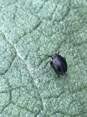 Phylloscelis atra