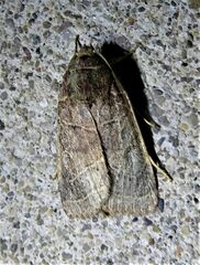 Orthodes majuscula