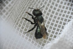 Osmia