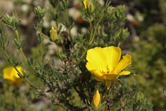 Balbisia peduncularis