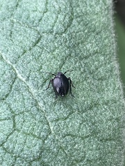 Phylloscelis atra