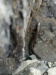 Oligosoma polychroma