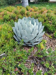 Agave parryi