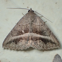 Lesmone griseipennis