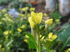Enarthrocarpus arcuatus