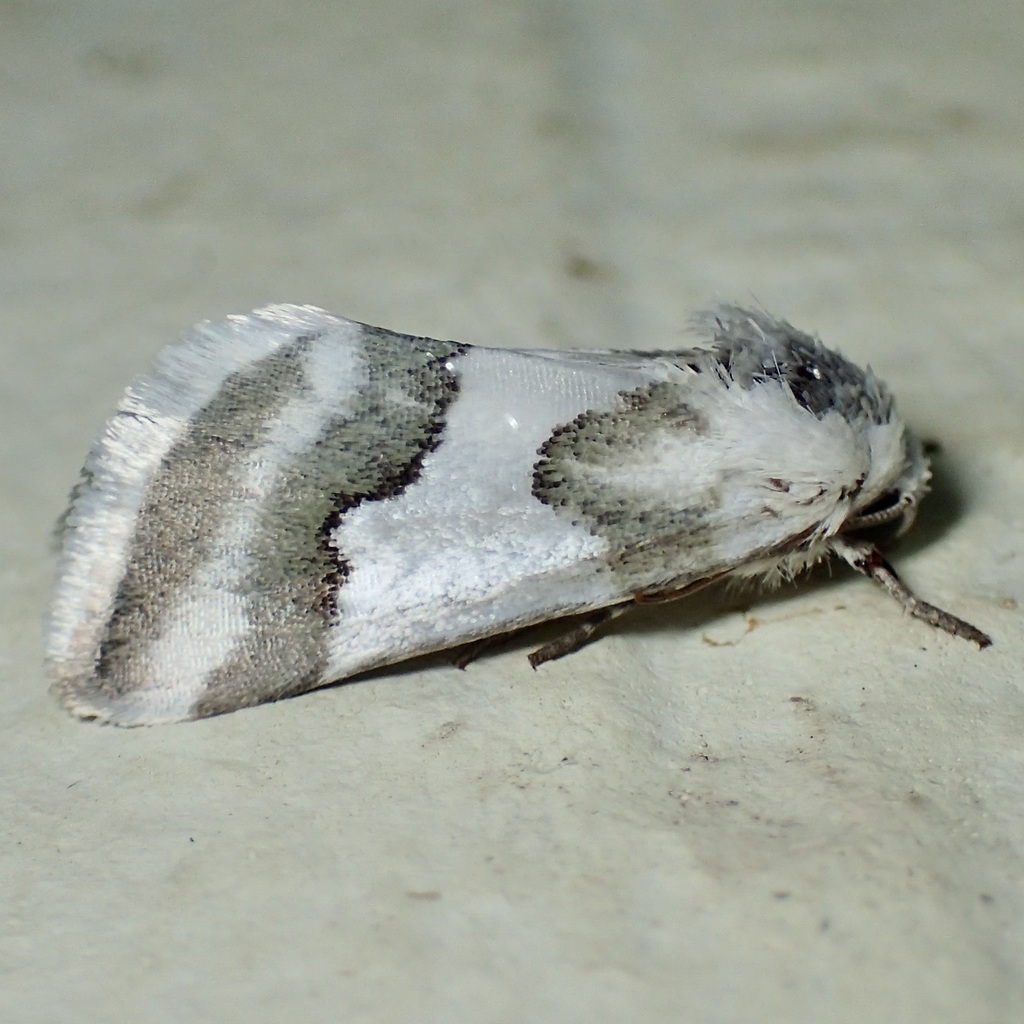 Hulst's Flower Moth