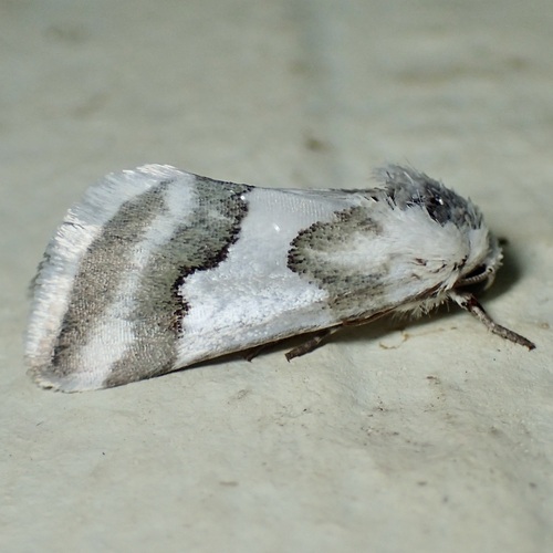 Hulst's Flower Moth