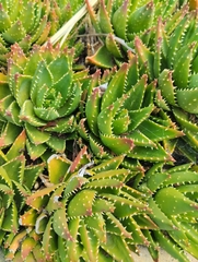 Asphodeloideae