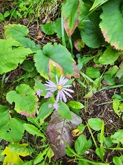 Symphyotrichum oolentangiense