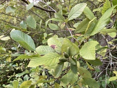 Alnus serrulata