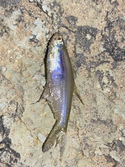 Actinopterygii