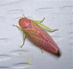 Gyponana