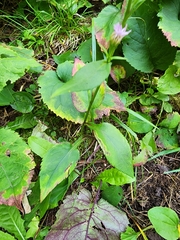 Symphyotrichum oolentangiense