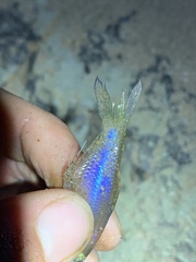 Actinopterygii