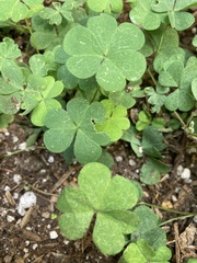 Oxalis corniculata