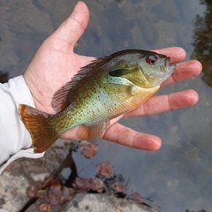 Lepomis auritus