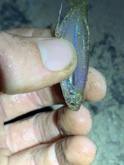 Actinopterygii