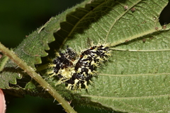 Polygonia comma