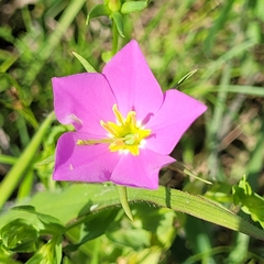 Sabatia campestris
