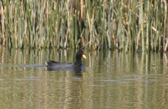 Fulica rufifrons